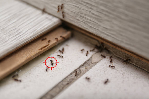 Best Exterminator Services  in Jarrell, TX