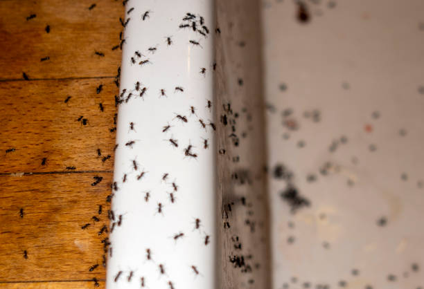 Best Pest Removal Services  in Jarrell, TX