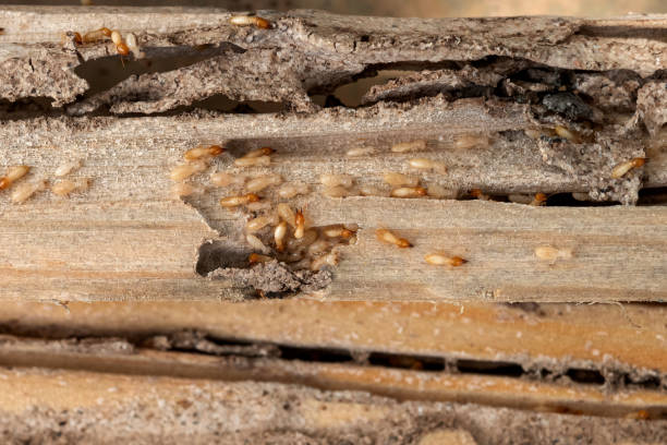Spider Control Near Me in Jarrell, TX